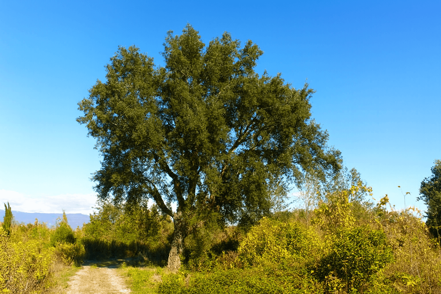 The Great Cork Oak
